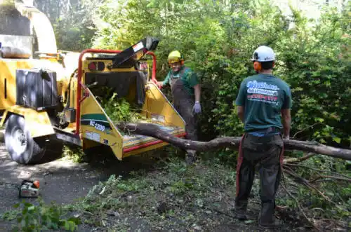 tree services Spring Hill